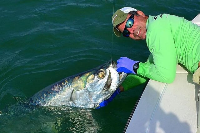 Tarpon 